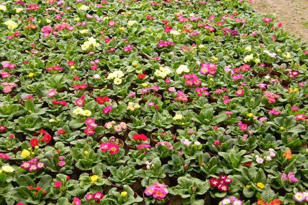 报春花怎样栽培，报春花的种植方式？