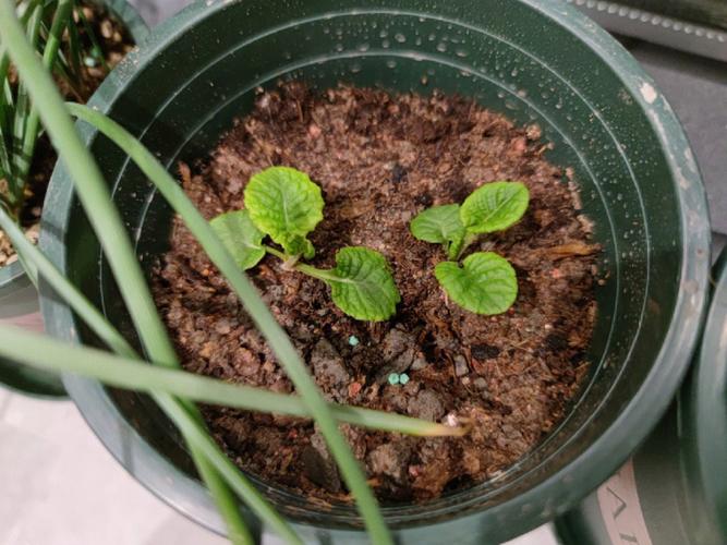 报春花怎样栽培，报春花的种植方式？-第2张图片-优品飞百科