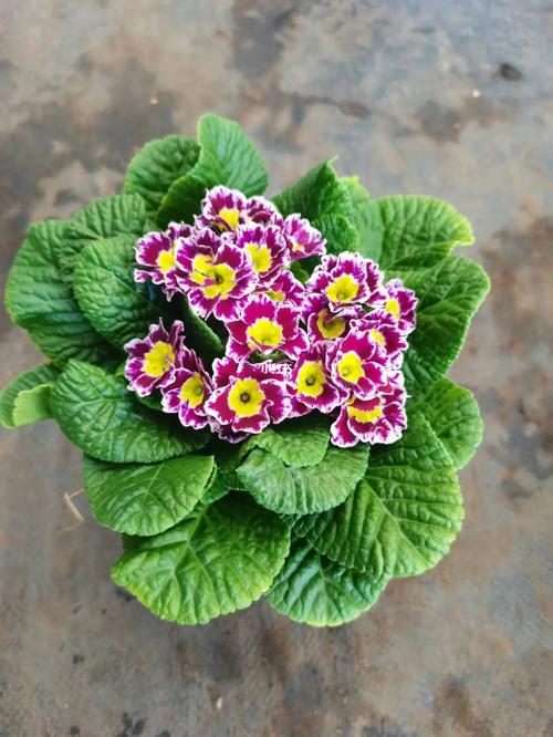 报春花怎样栽培，报春花的种植方式？-第3张图片-优品飞百科