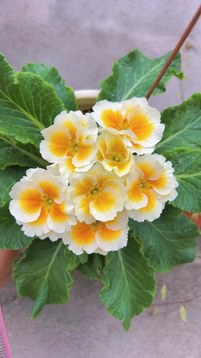 报春花怎样栽培，报春花的种植方式？-第4张图片-优品飞百科