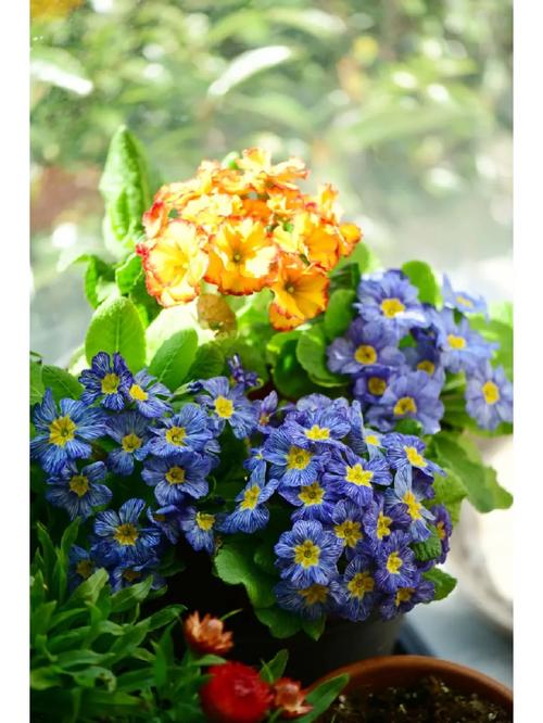 报春花怎样栽培，报春花的种植方式？-第5张图片-优品飞百科