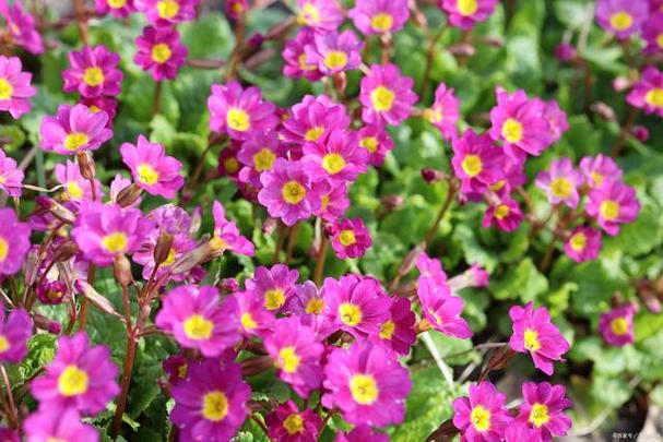 报春花怎样栽培，报春花的种植方式？-第6张图片-优品飞百科