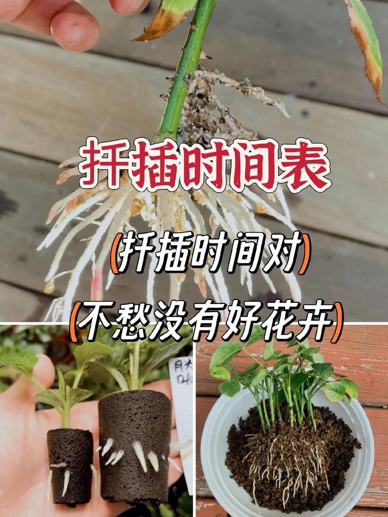 桑树扦插时间，桑树扦插时间是几月份