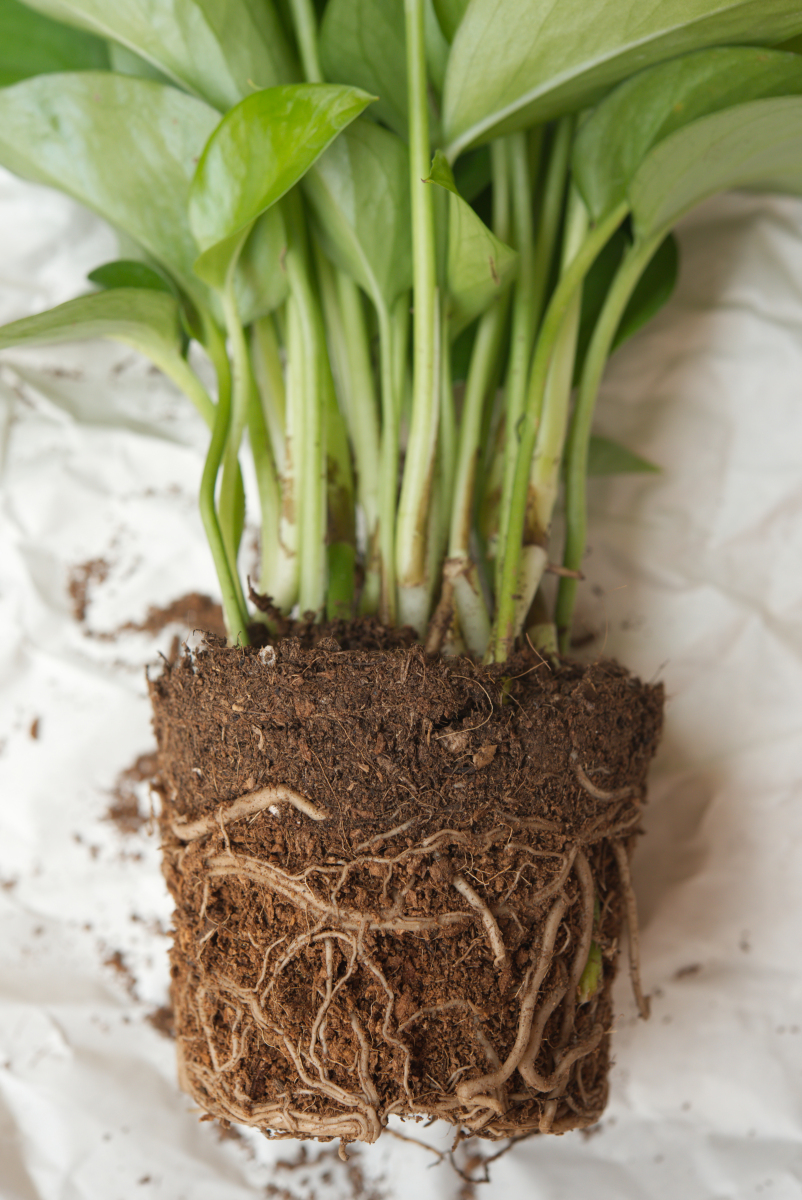 桑树扦插时间,桑树扦插时间是几月份-第3张图片-优品飞百科 桑树扦插时间,桑树扦插时间是几月份-第3张图片-优品飞百科