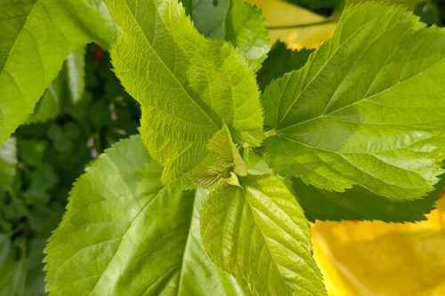 桑树扦插时间,桑树扦插时间是几月份-第4张图片-优品飞百科 桑树扦插时间,桑树扦插时间是几月份-第4张图片-优品飞百科