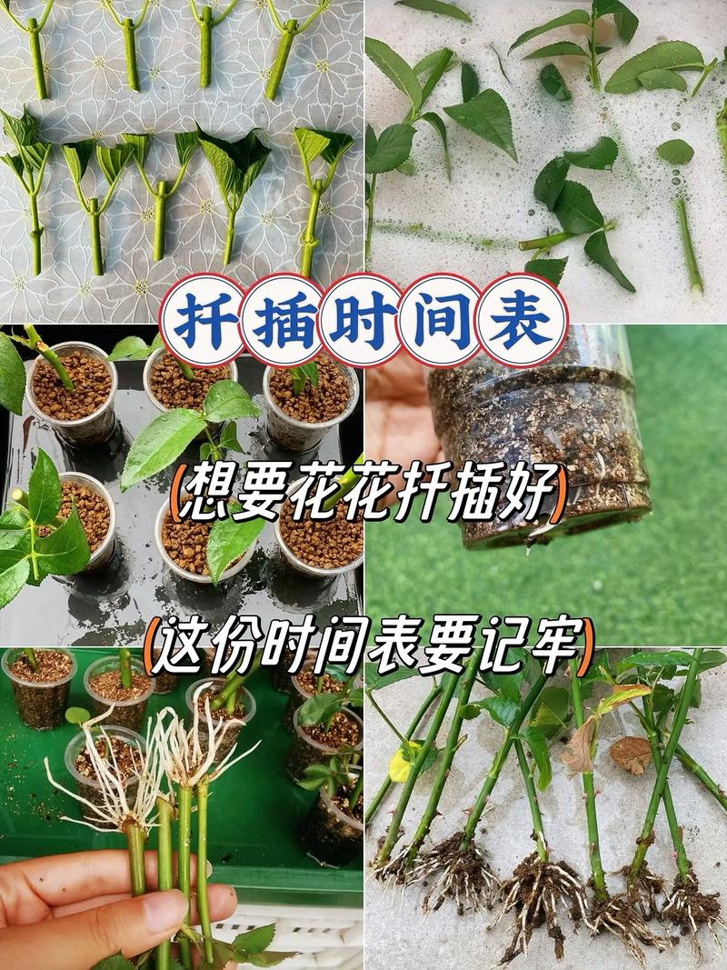 桑树扦插时间,桑树扦插时间是几月份-第5张图片-优品飞百科 桑树扦插时间,桑树扦插时间是几月份-第5张图片-优品飞百科