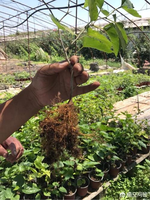 桑树扦插时间,桑树扦插时间是几月份-第6张图片-优品飞百科 桑树扦插时间,桑树扦插时间是几月份-第6张图片-优品飞百科