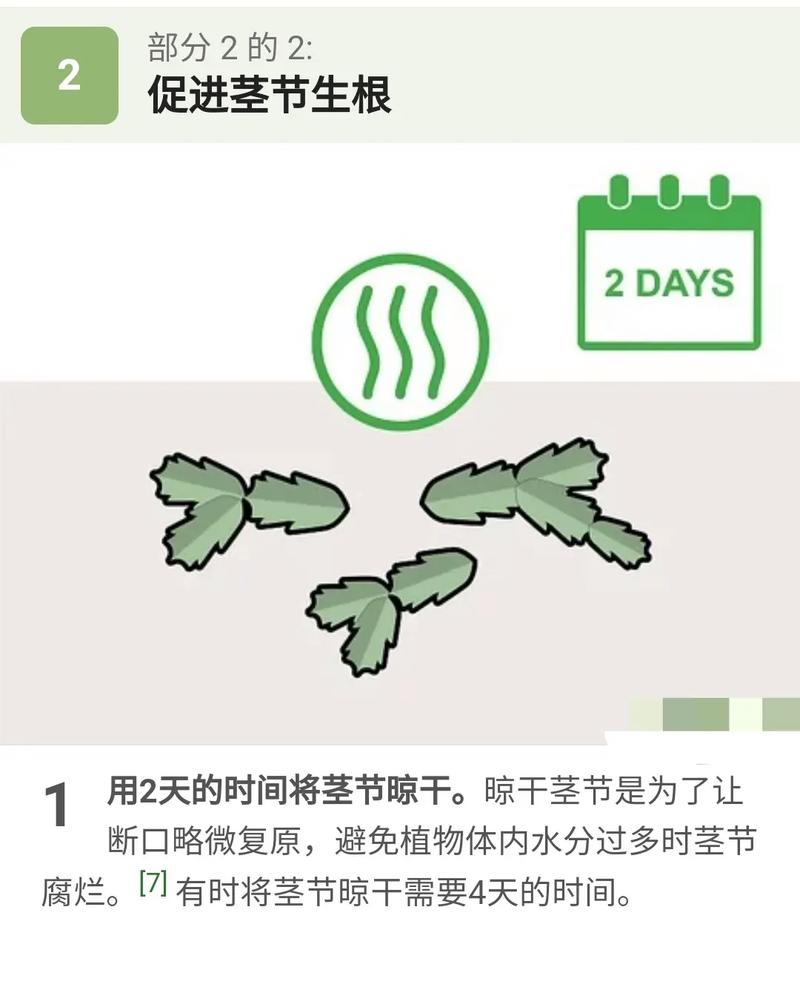 蟹爪兰秋天怎么养，蟹爪兰秋天怎么养护和浇水