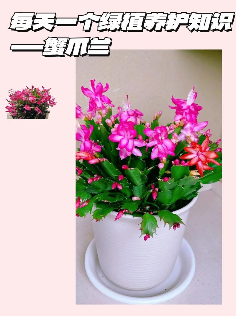 蟹爪兰秋天怎么养，蟹爪兰秋天怎么养护和浇水-第2张图片-优品飞百科