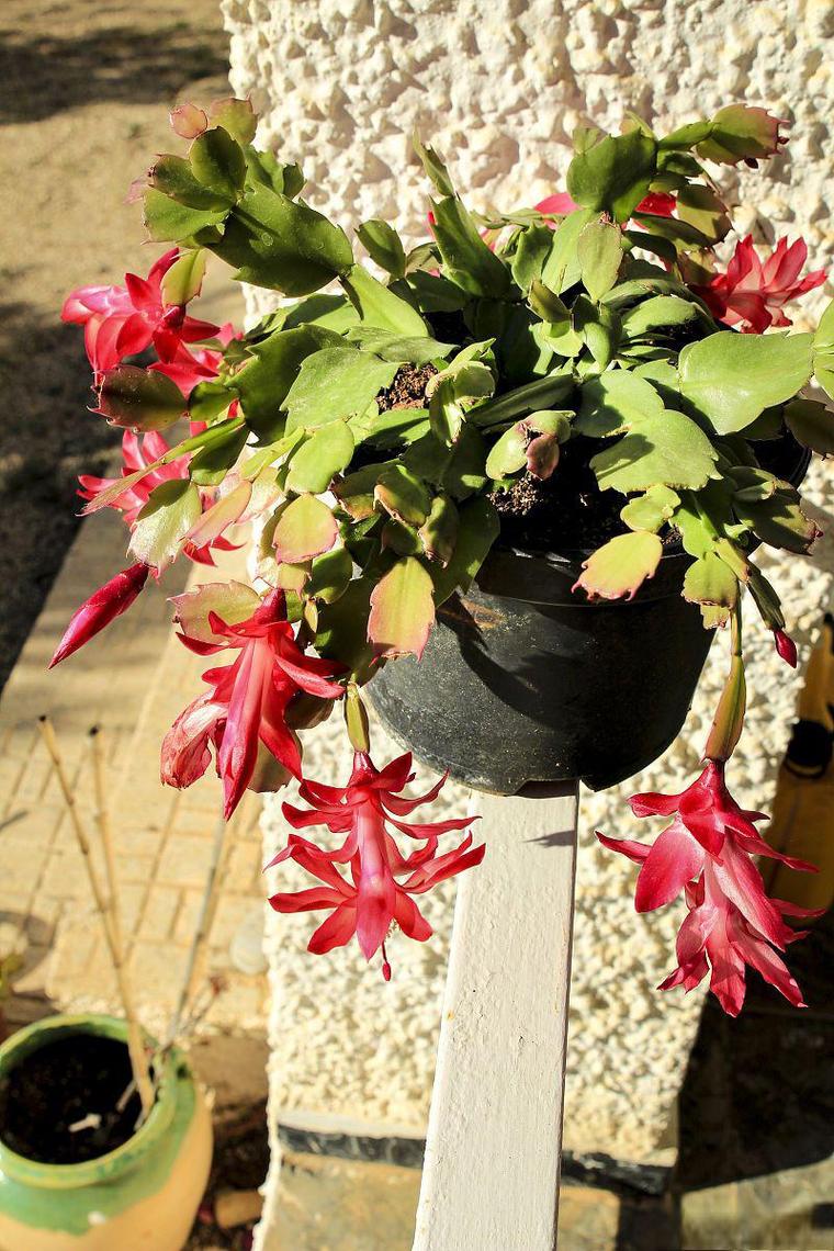 蟹爪兰秋天怎么养，蟹爪兰秋天怎么养护和浇水-第3张图片-优品飞百科