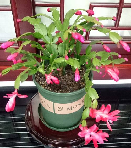 蟹爪兰秋天怎么养，蟹爪兰秋天怎么养护和浇水-第4张图片-优品飞百科