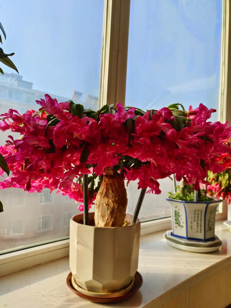 蟹爪兰秋天怎么养，蟹爪兰秋天怎么养护和浇水-第8张图片-优品飞百科