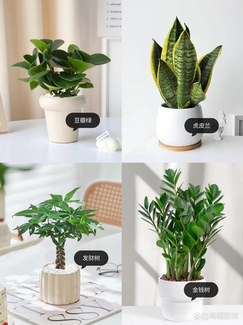 飞龙浇水方法?飞龙吸水图片?-第2张图片-优品飞百科 飞龙浇水方法?飞龙吸水图片?-第2张图片-优品飞百科