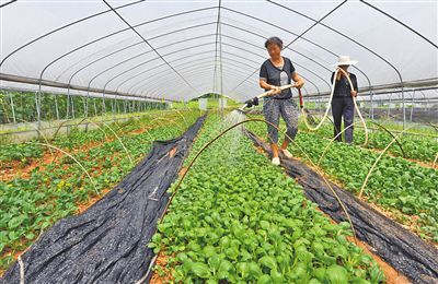 飞龙浇水方法？飞龙吸水图片？