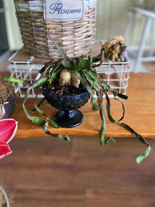 飞龙浇水方法?飞龙吸水图片?-第6张图片-优品飞百科 飞龙浇水方法?飞龙吸水图片?-第6张图片-优品飞百科