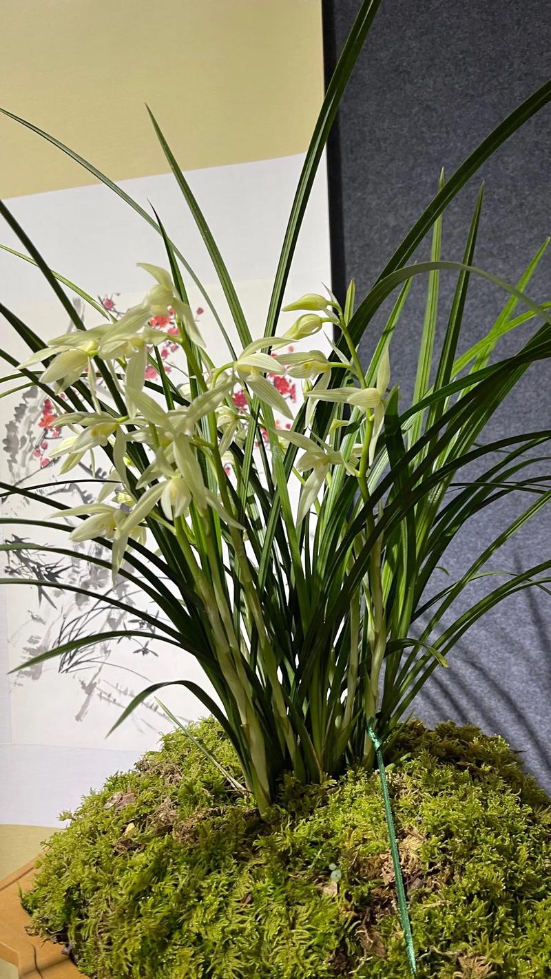 怎么养好大雪素兰花，大雪素兰花养护特性？