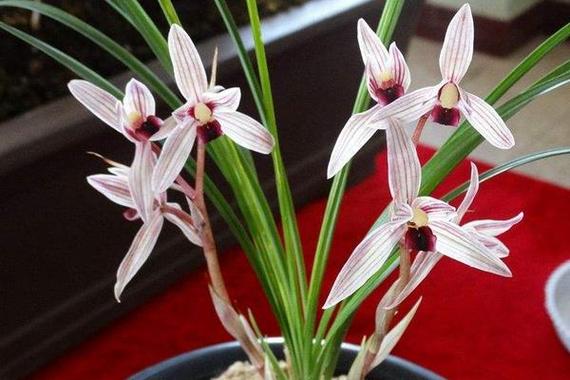 怎么养好大雪素兰花，大雪素兰花养护特性？-第3张图片-优品飞百科