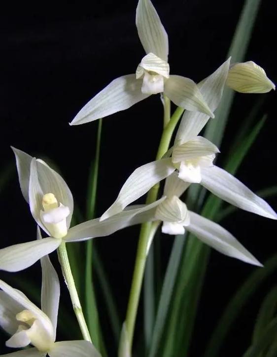 怎么养好大雪素兰花，大雪素兰花养护特性？-第2张图片-优品飞百科