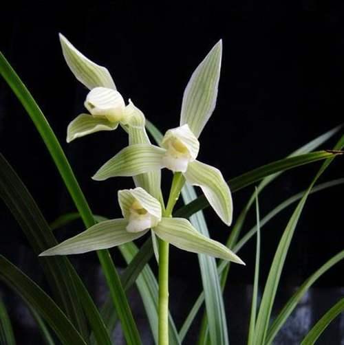 怎么养好大雪素兰花，大雪素兰花养护特性？-第4张图片-优品飞百科