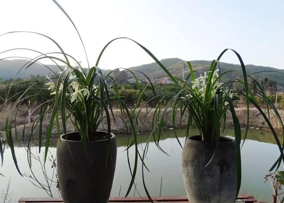 怎么养好大雪素兰花，大雪素兰花养护特性？-第5张图片-优品飞百科