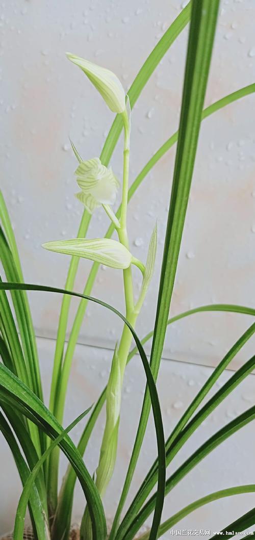 怎么养好大雪素兰花，大雪素兰花养护特性？-第6张图片-优品飞百科