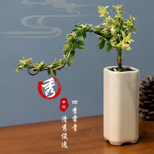 怎么养好大雪素兰花，大雪素兰花养护特性？-第7张图片-优品飞百科