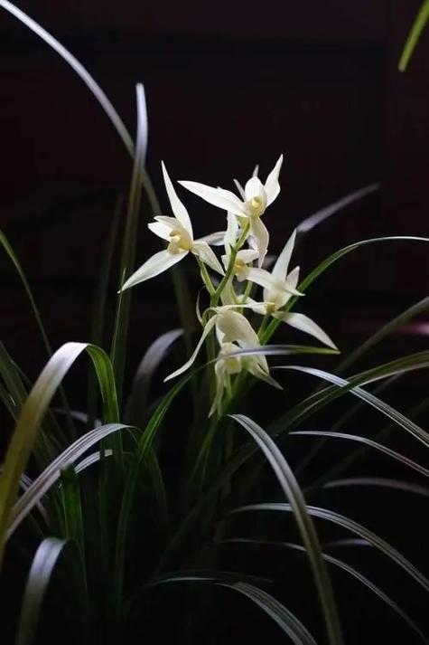 怎么养好大雪素兰花，大雪素兰花养护特性？-第8张图片-优品飞百科