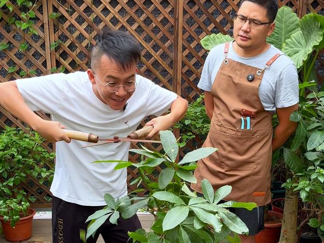 小发财树怎么修剪枝叶？小发财树怎么修剪枝叶图片？-第2张图片-优品飞百科