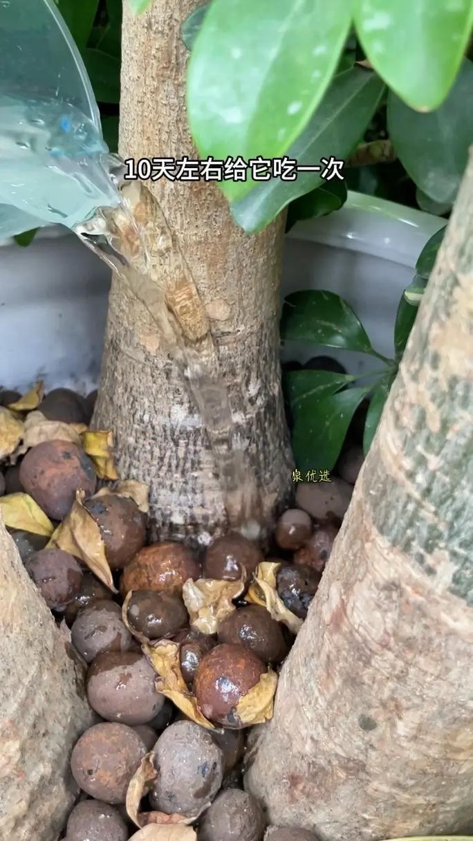 小发财树怎么修剪枝叶？小发财树怎么修剪枝叶图片？-第3张图片-优品飞百科