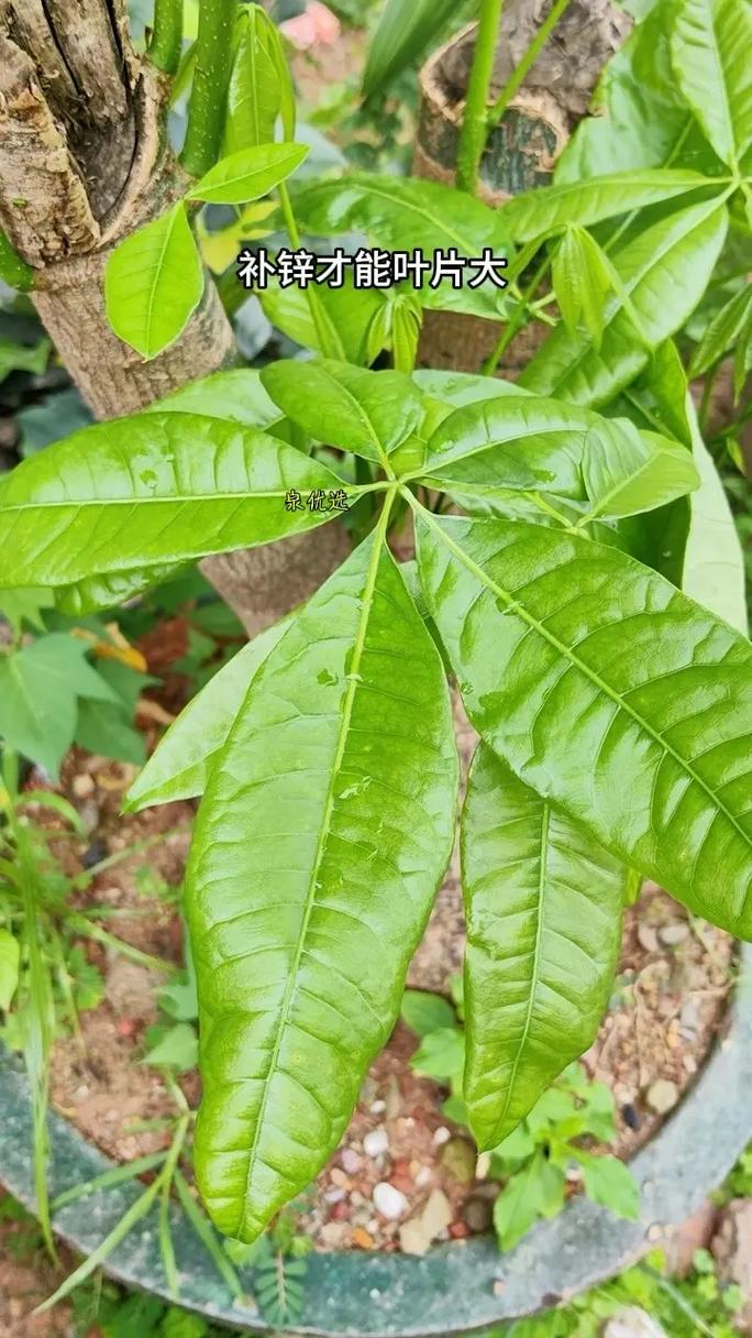 小发财树怎么修剪枝叶？小发财树怎么修剪枝叶图片？-第4张图片-优品飞百科