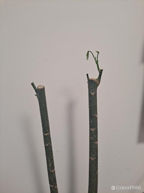 小发财树怎么修剪枝叶？小发财树怎么修剪枝叶图片？-第5张图片-优品飞百科