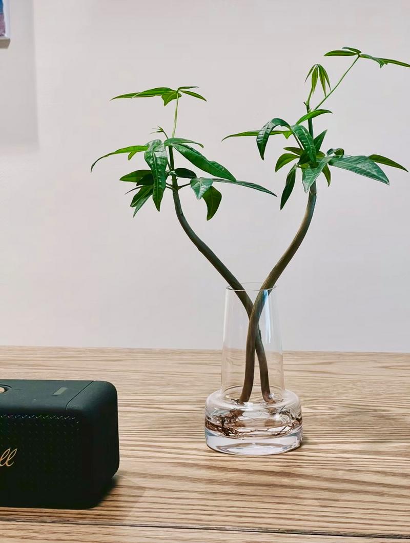 小发财树怎么修剪枝叶？小发财树怎么修剪枝叶图片？-第7张图片-优品飞百科