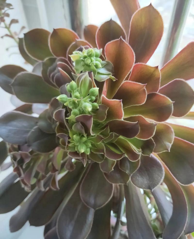 黑法师的养殖方法？黑法师的养殖方法和注意事项 盆栽？