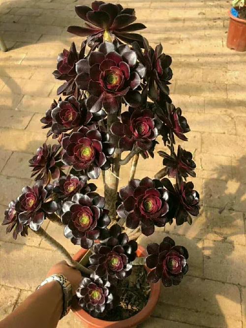 黑法师的养殖方法?黑法师的养殖方法和注意事项 盆栽?-第2张图片-优品飞百科 黑法师的养殖方法?黑法师的养殖方法和注意事项 盆栽?-第2张图片-优品飞百科