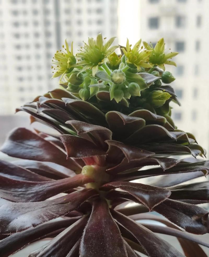 黑法师的养殖方法?黑法师的养殖方法和注意事项 盆栽?-第5张图片-优品飞百科 黑法师的养殖方法?黑法师的养殖方法和注意事项 盆栽?-第5张图片-优品飞百科