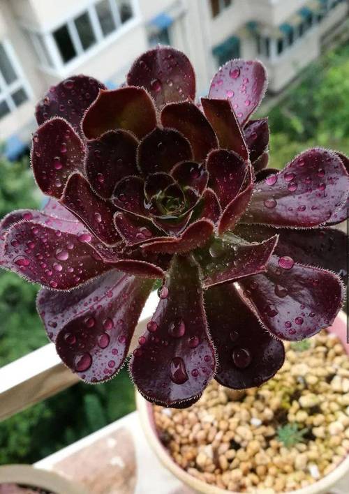 黑法师的养殖方法?黑法师的养殖方法和注意事项 盆栽?-第4张图片-优品飞百科 黑法师的养殖方法?黑法师的养殖方法和注意事项 盆栽?-第4张图片-优品飞百科