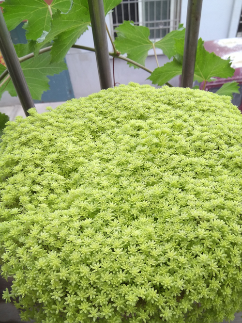 新买的黄金万年草怎么养，黄金万年草买回来怎么种？