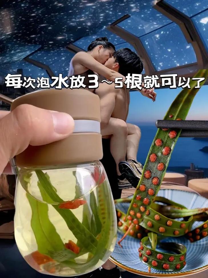 新买的黄金万年草怎么养，黄金万年草买回来怎么种？-第2张图片-优品飞百科