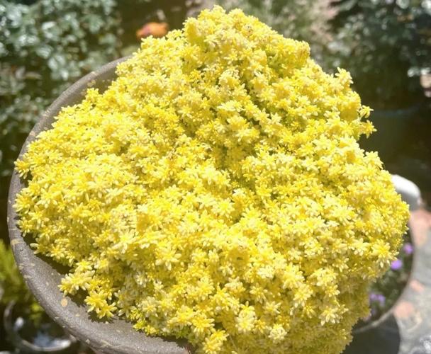 新买的黄金万年草怎么养，黄金万年草买回来怎么种？-第3张图片-优品飞百科