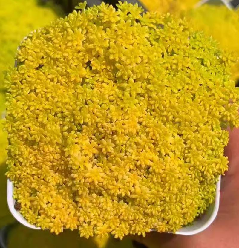 新买的黄金万年草怎么养，黄金万年草买回来怎么种？-第4张图片-优品飞百科