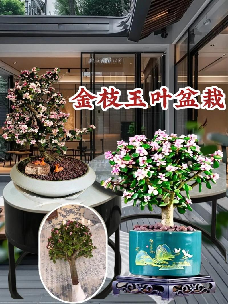 新买的黄金万年草怎么养，黄金万年草买回来怎么种？-第6张图片-优品飞百科