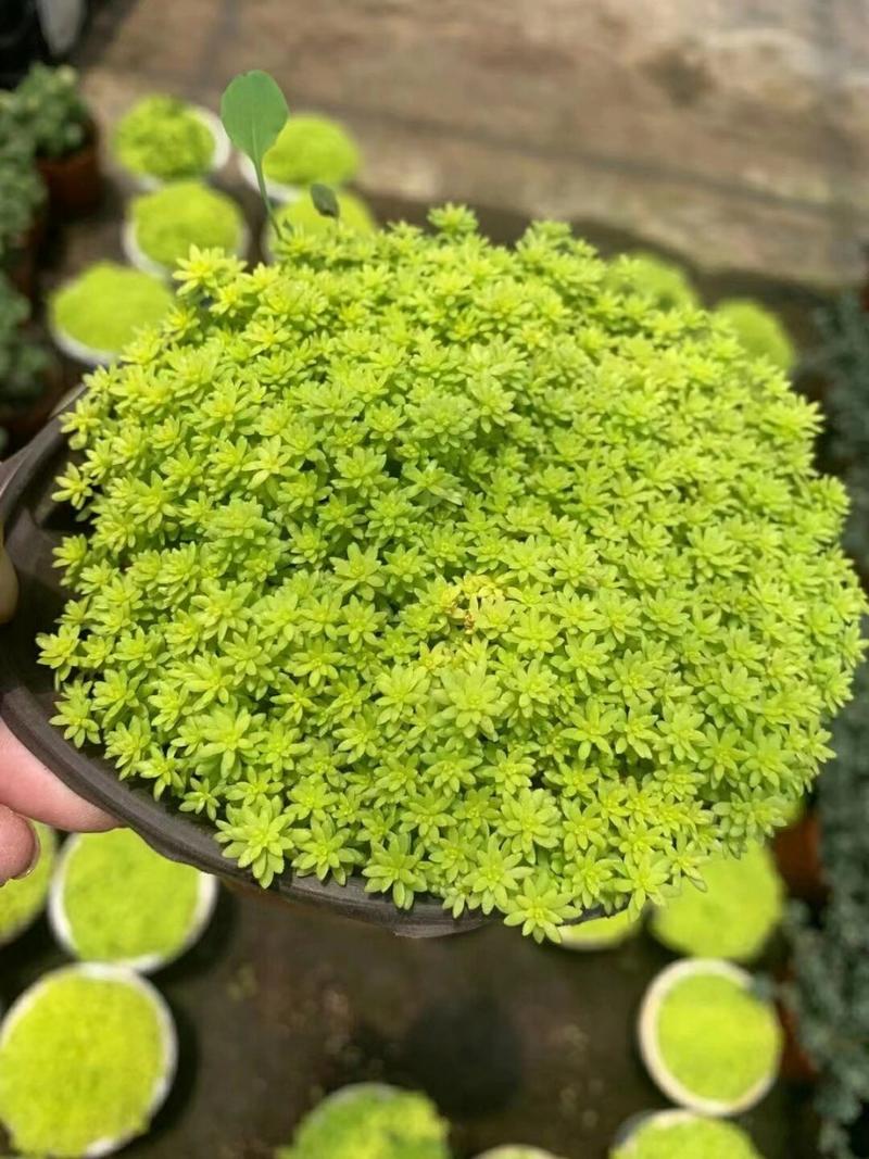 新买的黄金万年草怎么养，黄金万年草买回来怎么种？-第5张图片-优品飞百科