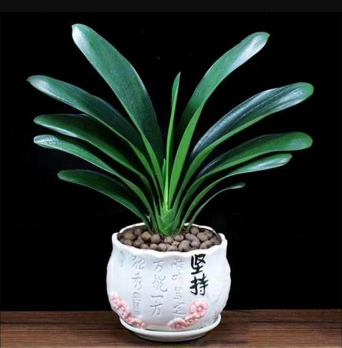 君子兰换盆用什么土好，给君子兰换盆用什么土