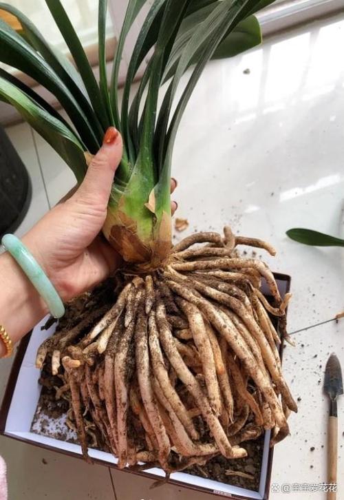 君子兰换盆用什么土好，给君子兰换盆用什么土-第2张图片-优品飞百科