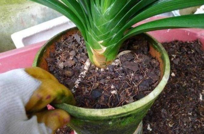 君子兰换盆用什么土好，给君子兰换盆用什么土-第3张图片-优品飞百科