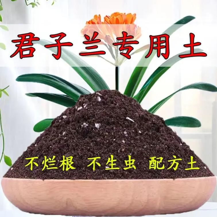 君子兰换盆用什么土好，给君子兰换盆用什么土-第5张图片-优品飞百科
