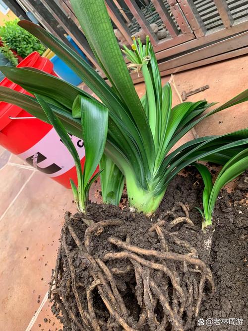 君子兰换盆用什么土好，给君子兰换盆用什么土-第6张图片-优品飞百科