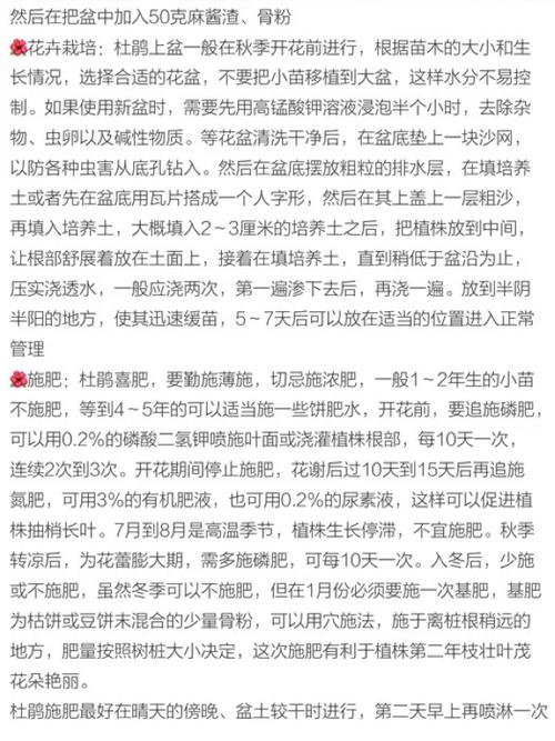 杜鹃花怎么施肥，杜鹃花怎么施肥浇水？