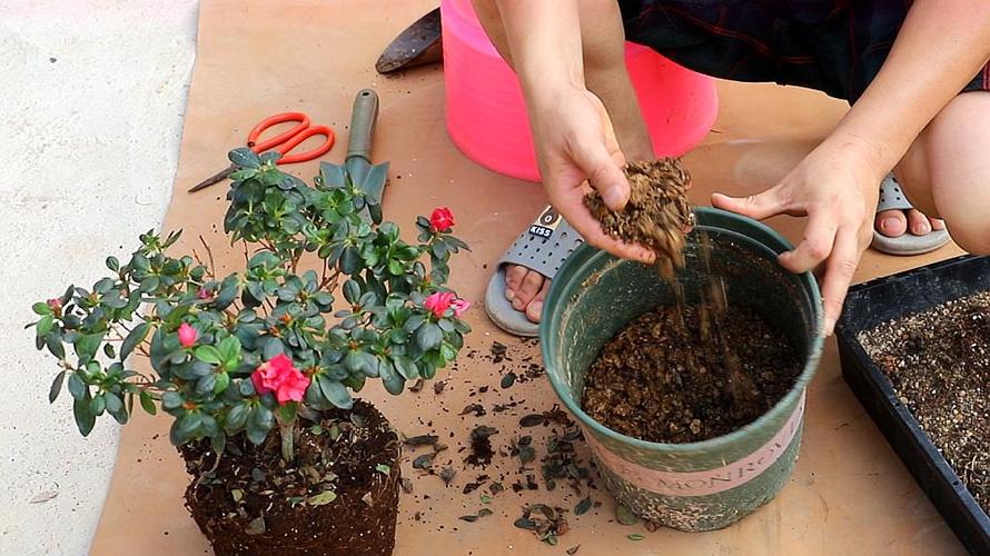 杜鹃花怎么施肥，杜鹃花怎么施肥浇水？-第2张图片-优品飞百科