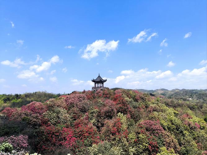 杜鹃花怎么施肥，杜鹃花怎么施肥浇水？-第4张图片-优品飞百科